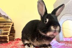 Labour politician's call for training courses for rabbit owners labelled 'hare-brained'