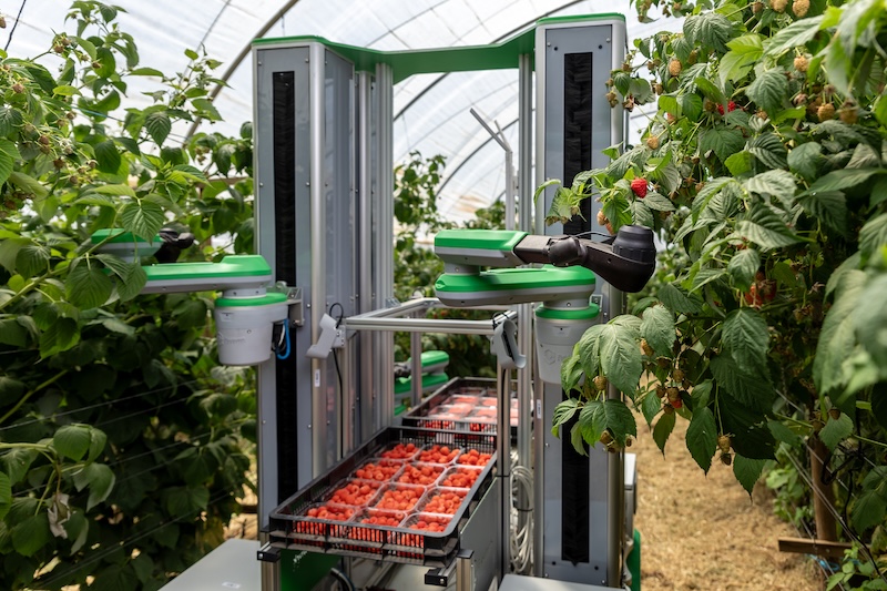 Fieldwork Robotics secures SEED Innovations investment to scale berry harvesting robots
