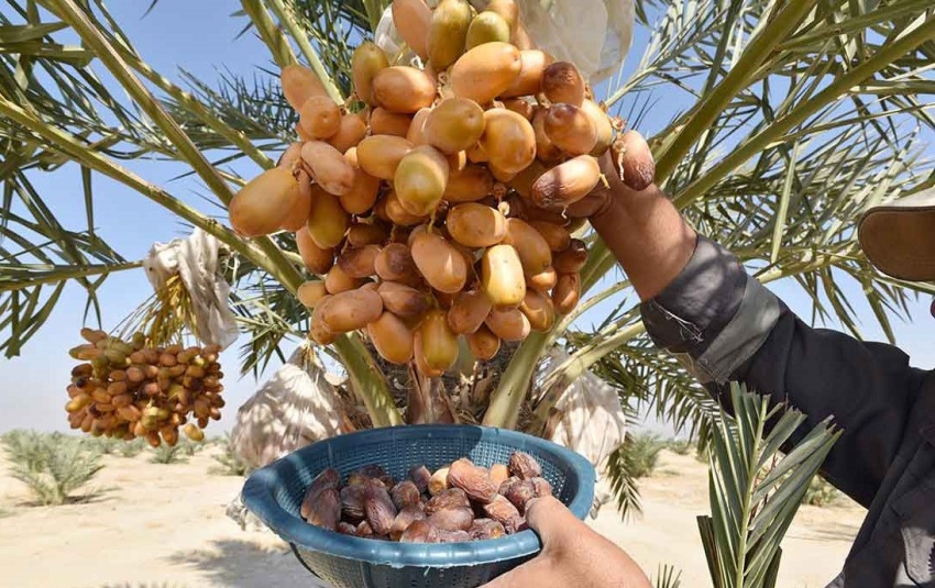 الاكتفاء الذاتي من التمور.. الزراعة تعلن استيراد 20 ألف فسيلة نسيجية