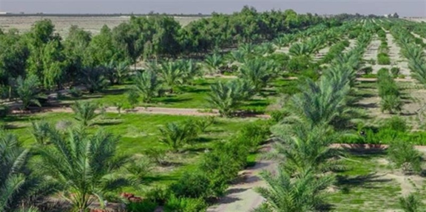خبير يطرح "النموذج العراقي" لإحياء الأحزمة الخضراء ومواجهة التصحر