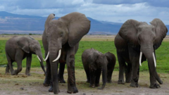 Pesticide-sprayed tomatoes suspected to have killed 15 elephants in Kenya