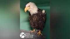 Jackie, the famous California bald eagle, dies after weeks of intensive care