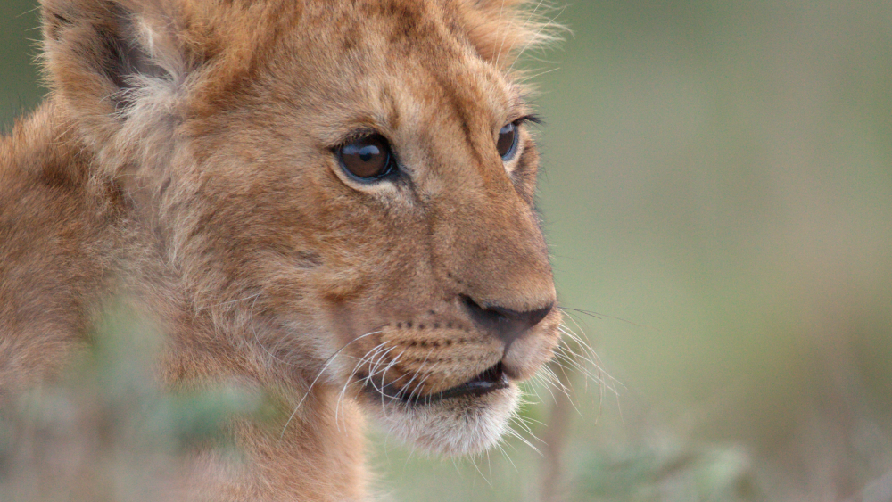 Jon Favreau on His First Documentary, National Geographic’s ‘Lion’: Not Knowing Whether the Lead Character Would Survive Was ‘Harrowing’