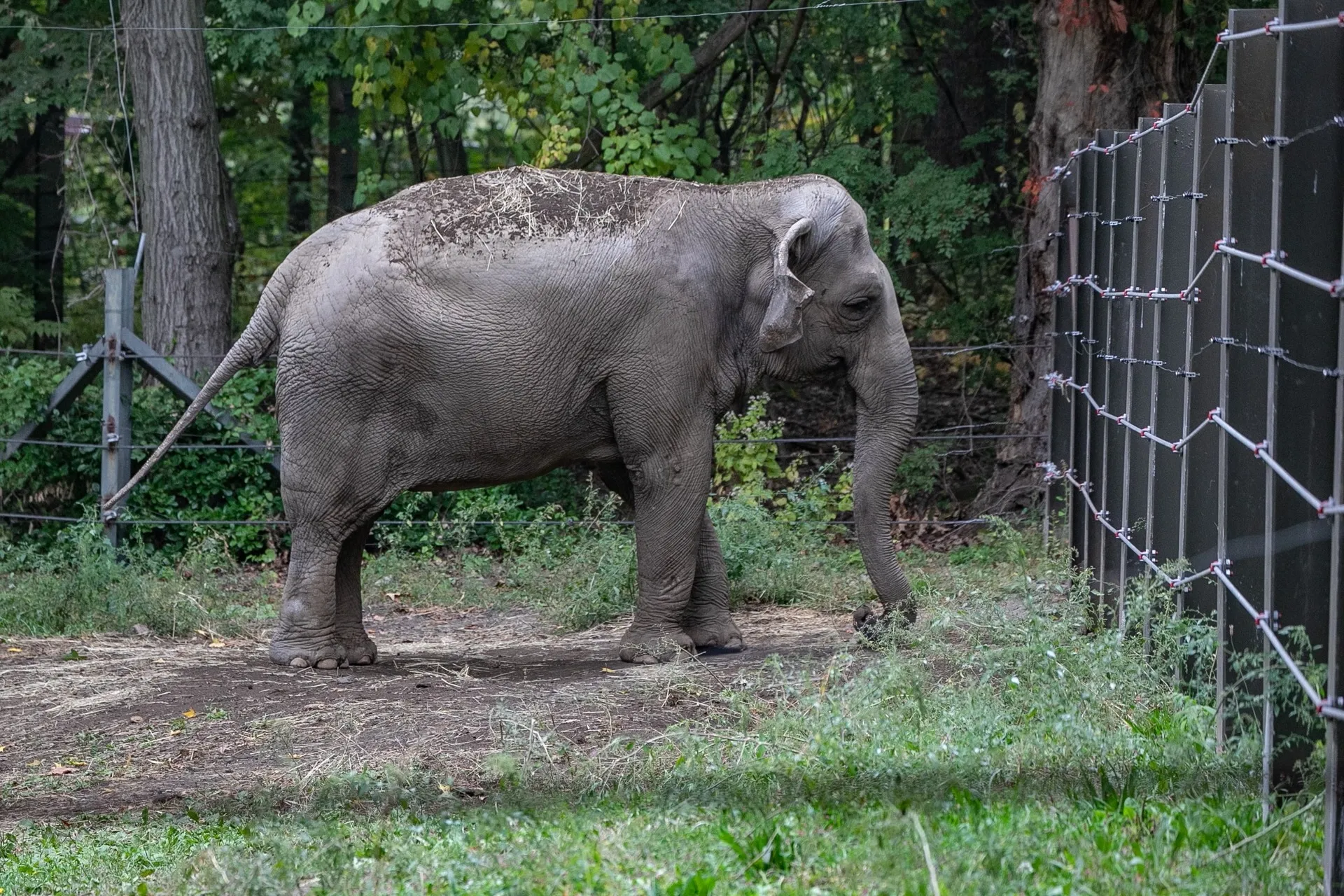 Filmmaker Penny Lane Sets Documentary on Bronx Zoo Elephant, ‘Happy’ (EXCLUSIVE)