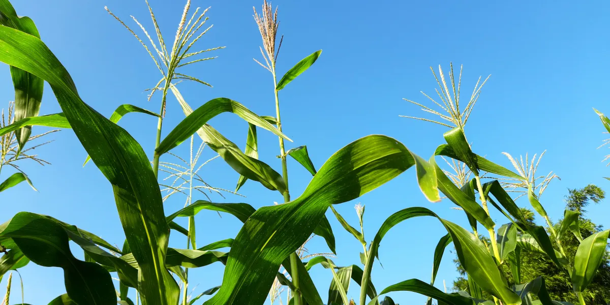 Agriculture relies on fossil fuels. It’s costing us.