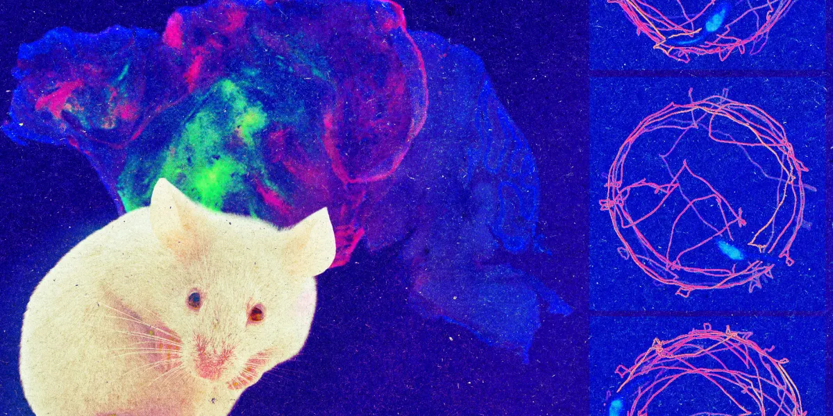 The Download: mice with part-human brains and climate tech innovators