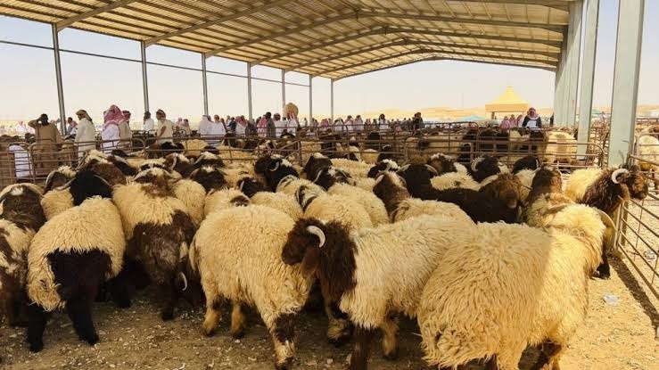 الكمارك تعيد اغنام مصابة بالحمى القلاعية الى إيران