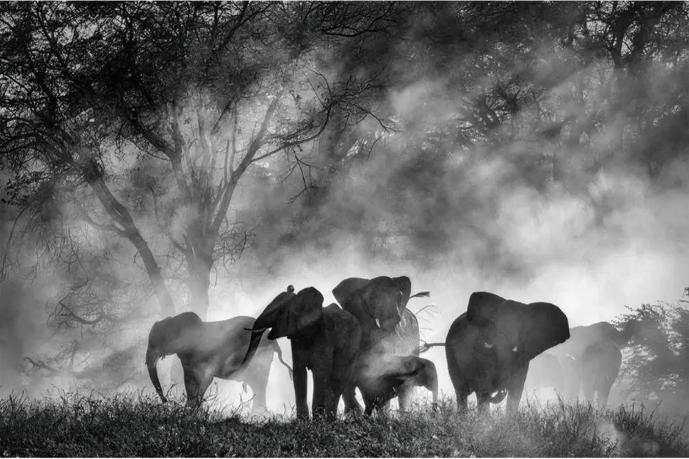 Werner Herzog’s ‘Ghost Elephants’ Lands Home Entertainment Deal With Buffalo 8 (EXCLUSIVE)