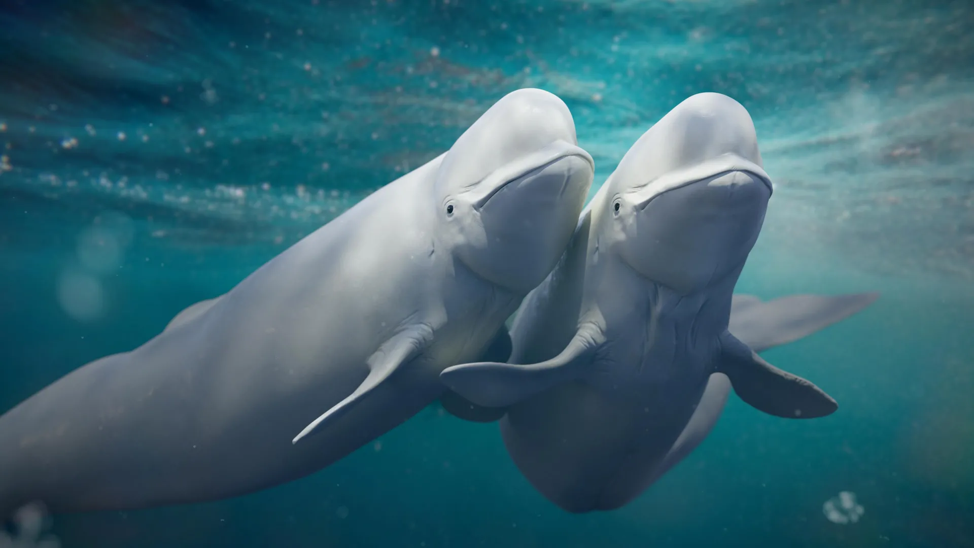 Beluga whales keep switching mates and it may be saving their species