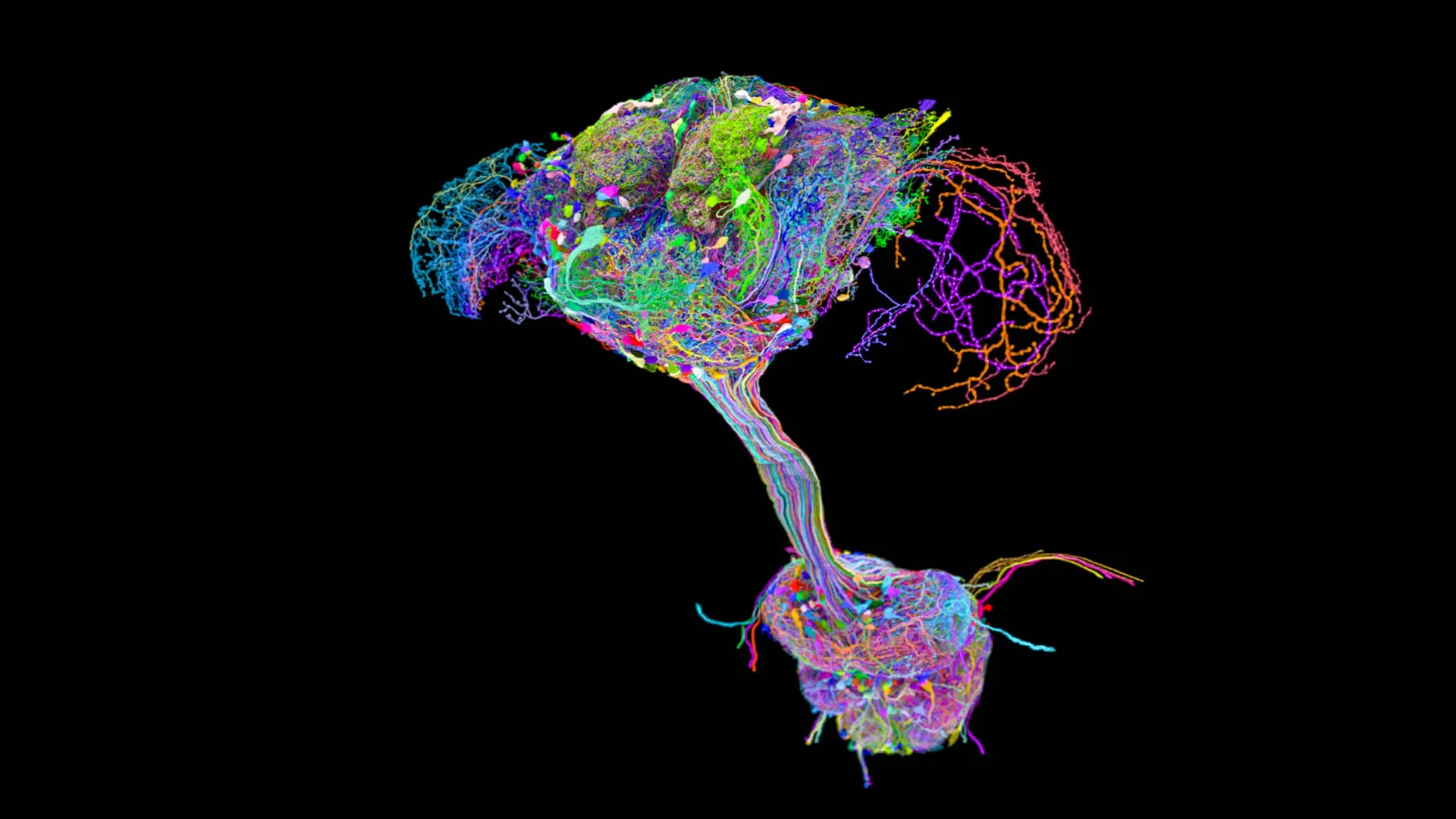 Scientists mapped every neural connection in a fruit fly and found a surprise