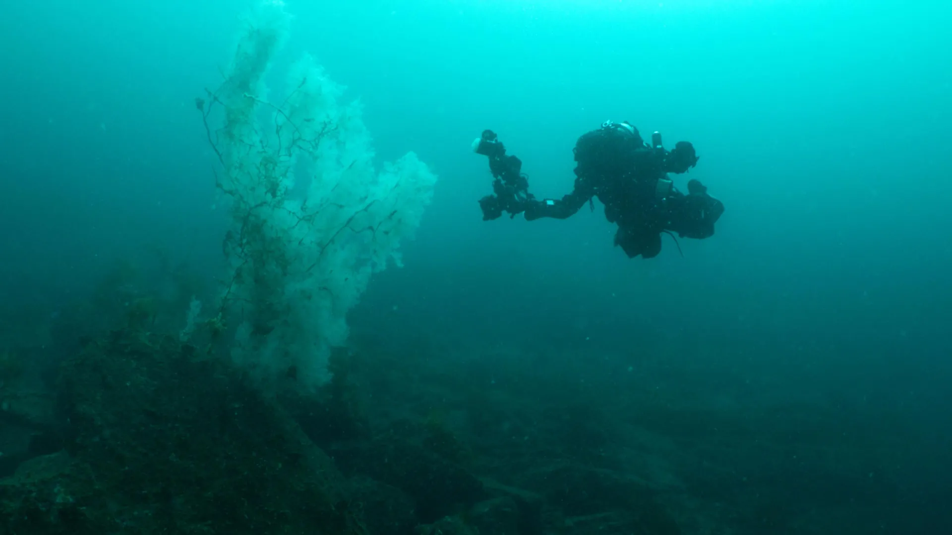 “Absolutely huge” 400-year-old black coral stuns scientists in New Zealand